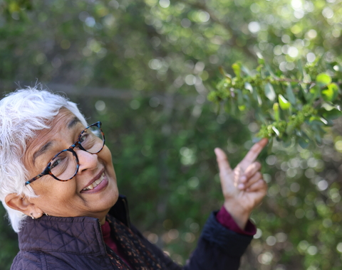 Devaki Bhaya on a Stanford University campus tree walk