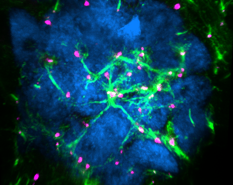 This image shows the blue nuclei of a cluster of cells called a germline cyst in the ovary of an African clawed frog. One of these sister cells will develop into an egg and the others will become nurse cells. Miniscule scaffolds connect the cells and are visible here in green. Centrioles—the organizing centers from which these networking materials grow—are marked in magenta. Courtesy: Asya Davidian, Postdoctoral Associate // Spradling Lab // Biosphere Sciences & Engineering