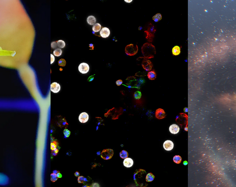 Holiday Card 2026 Banner