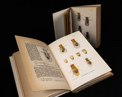 Dosophila plates