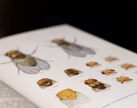 Drosophila plate