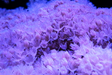 Coral growing at the Department of Embryology