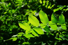 Leaves growing