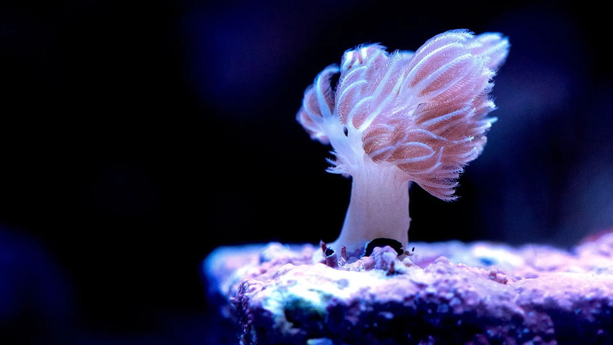 Sea anemones ingest plastic microfibers | Carnegie Science