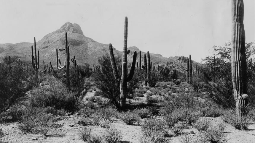 Scrubby desert landscape with cactus in the Sonoran Desert, 16 miles northwest of the Desert Laboratory