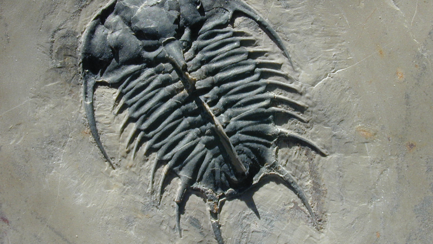 This 500-million-year-old trilobite from Utah has an organic-rich carapace that preserves a record of the original biomolecules. Credit: Robert Hazen.