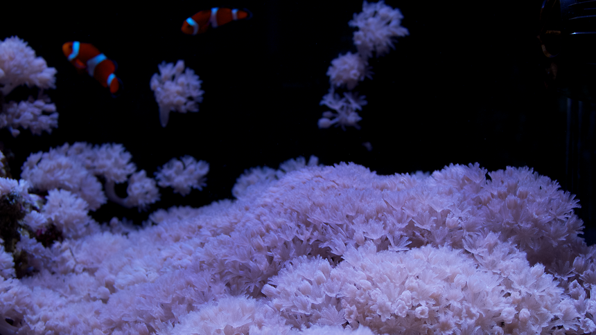 Pulsing xenia with clownfish