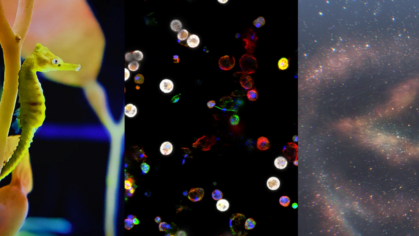 Holiday Card 2026 Banner