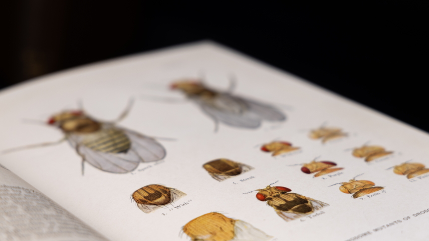 Drosophila plate