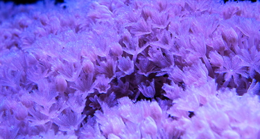 Coral growing at the Department of Embryology