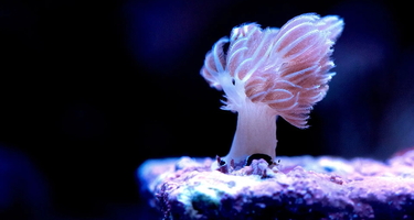 Dark background with an illuminated coral