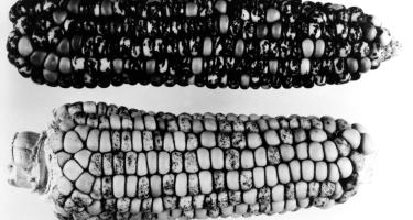 Two ears of corn studied by Barbara McClintock