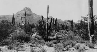 Scrubby desert landscape with cactus in the Sonoran Desert, 16 miles northwest of the Desert Laboratory