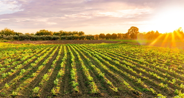 Sun rises over a farm with neat rows of crops