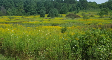 Grassland with forest on the horizon