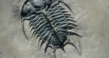 This 500-million-year-old trilobite from Utah has an organic-rich carapace that preserves a record of the original biomolecules. Credit: Robert Hazen.