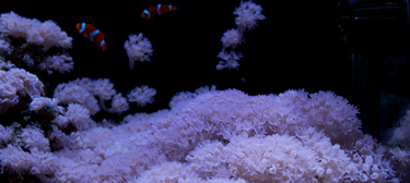 Pulsing xenia with clownfish