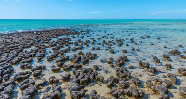 Stromatolites at Hamelin pool in Australia