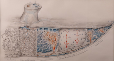 Ramsey Placenta Drawing by Crosby