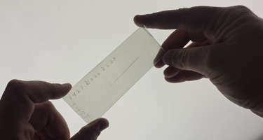 Lasby plate held over the lightbox