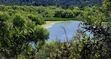 The reservoir at Jasper Ridge Biological Preserve sparkles in the sunlight