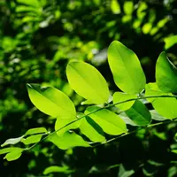 Leaves growing