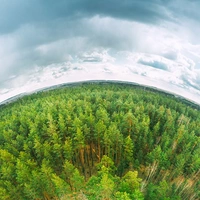 Fisheye lens view of a forest and racing clouds overhead