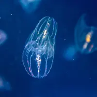Glowing jellyfish deep under the ocean. 