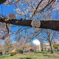 Campus in Spring