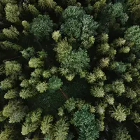 Overhead view of treetops