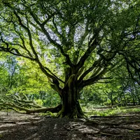 big, branching tree with green leaves