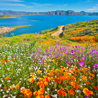 Wildflowers in California