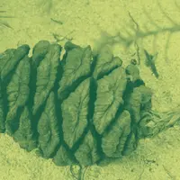 Sequoia Cone in green