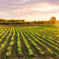 Sun rises over a farm with neat rows of crops