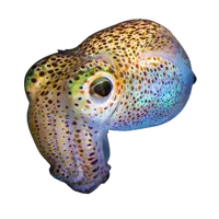 Bobtail Squid
