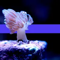 purple coral with color