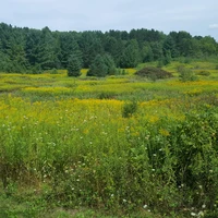 Grassland with forest on the horizon