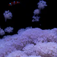 Pulsing xenia with clownfish