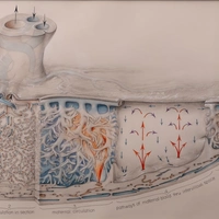 Ramsey Placenta Drawing by Crosby