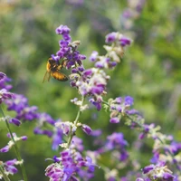 A bee lands on a purple flower