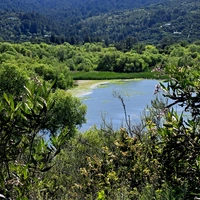 The reservoir at Jasper Ridge Biological Preserve sparkles in the sunlight