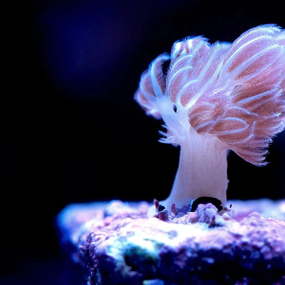 It's the microbe's world; we're just living in it | Carnegie Science