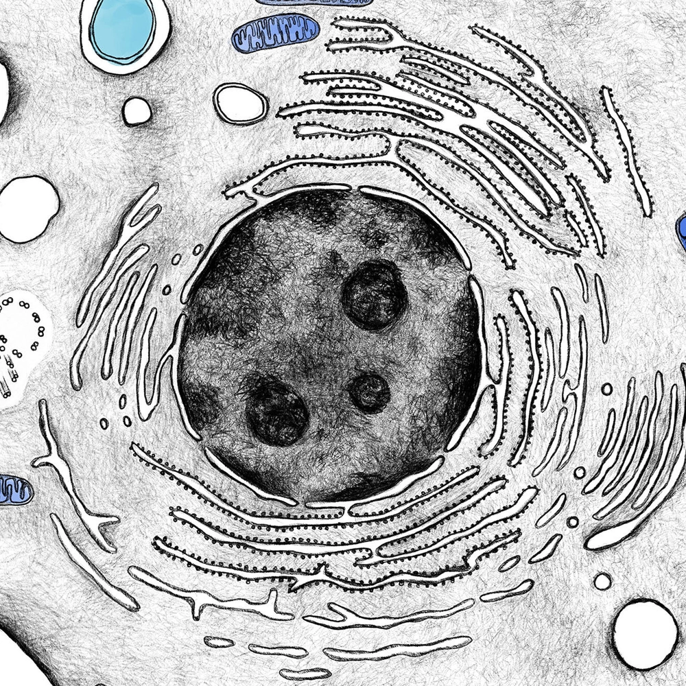 Cells In Insects Genomics of insect-microbe symbioses | Carnegie Science