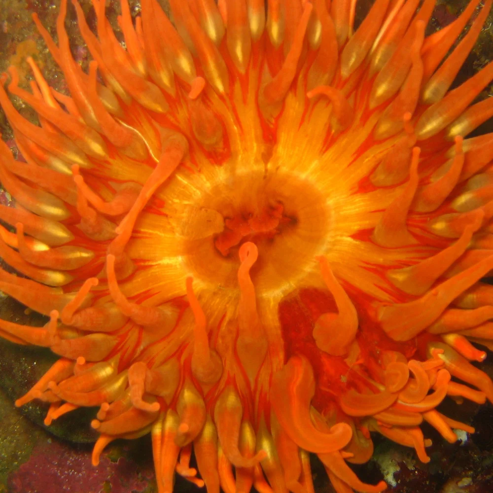 orange sea anemone