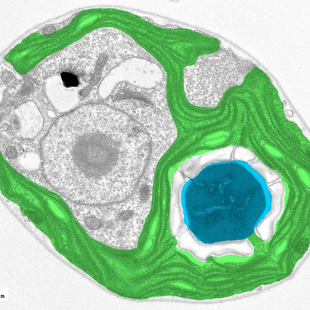 How algae could save plants from themselves | Carnegie Science