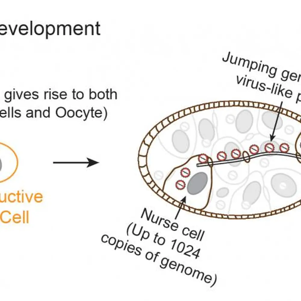 How do jumping genes cause disease, drive evolution? Carnegie Science