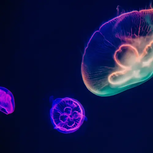 Jellyfish