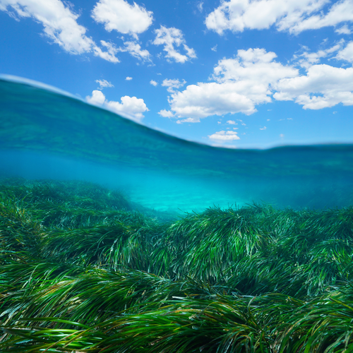 A partially uunderwater shot with green plant life in shallow water with a blue and cloudy sky up above. 