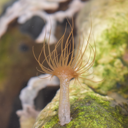 Aptasia photograph purchased from Shutterstock