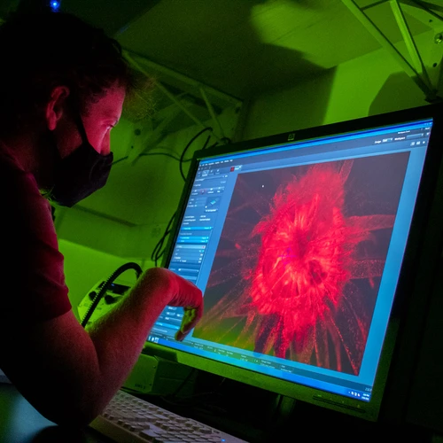 A scientist studies the screen in a darkened lab showing a red, magnified image of a sea anemone